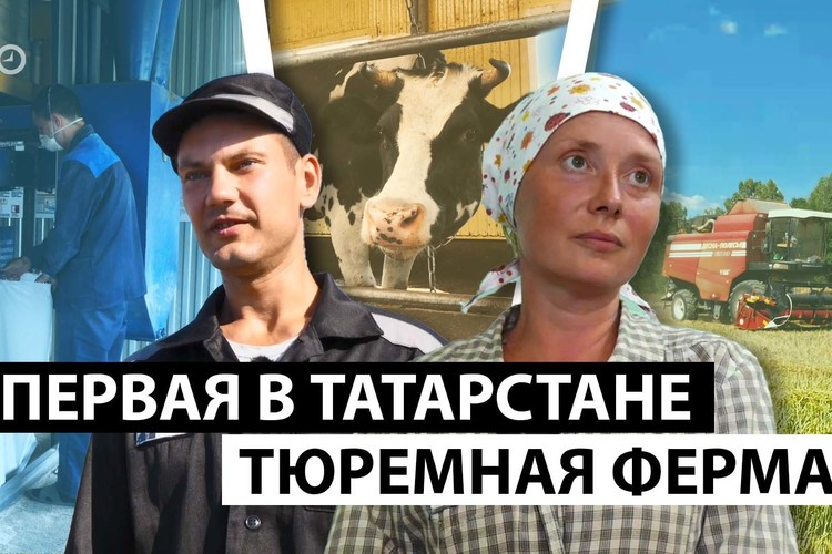 Единственная в Татарстане тюремная ферма: истории осужденных, ставших доярками и трактористами