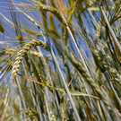 Венгрия и Польша запретили ввоз сельхозпродукции с Украины
