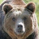 Прокуратура проверит информацию о жестоком обращении с животными в передвижном зоопарке в селе Русский Акташ