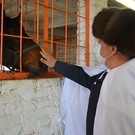 Минниханов посетил коневодческую ферму в Агрызе