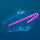 Природа ответила человечеству: бактерии эволюционировали и начали перерабатывать пластик 