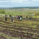 В Менделеевске высадили 70 тысяч саженцев елей и сосен
