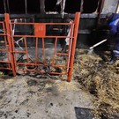 В Татарстане при пожаре на ферме погибли 25 телят