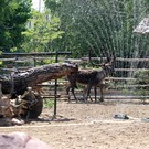 В нижегородском зоопарке из-за жары животных начали кормить мороженым (фото)