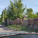 В госкомитете РТ по биоресурсам объяснили появление маралов на улицах Казани