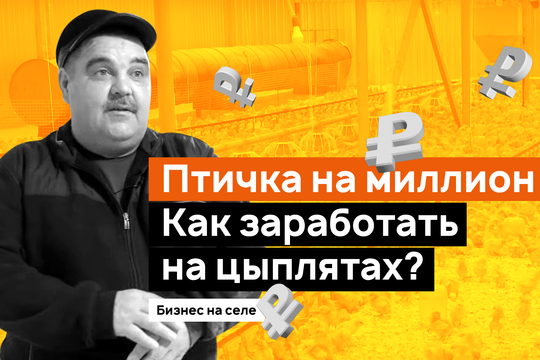 Бизнес на селе. Птичка на миллион. Как заработать на цыплятах?