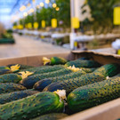 За неделю продукты в Татарстане дорожали почти до 4%. В лидерах – огурцы и капуста 