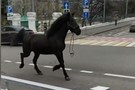 В центре Казани от хозяев сбежал конь