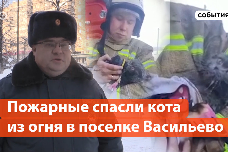 Пожарные спасли кота из огня в поселке Васильево