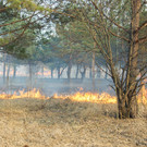 В МЧС назвали 6 районов РТ, которые устроили половину ландшафтных пожаров в этом году