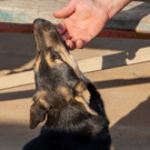 Казань увеличила расходы на содержание бездомных животных до 36,2 миллиона рублей