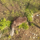 В Татарстане бобер оказался «заложником» грядок и кустов