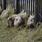 В Татарстане назвали места для заклания баранов на Курбан-байрам