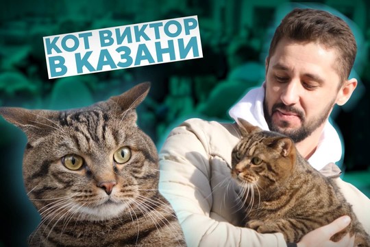 Толстый кот Виктор вызвал ажиотаж в центре Казани