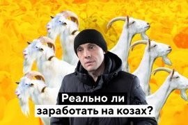 Как устроена самая большая козья ферма в России