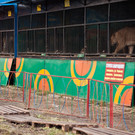 После многочисленных жалоб прокуратура проверяет передвижной зоопарк в Челнах