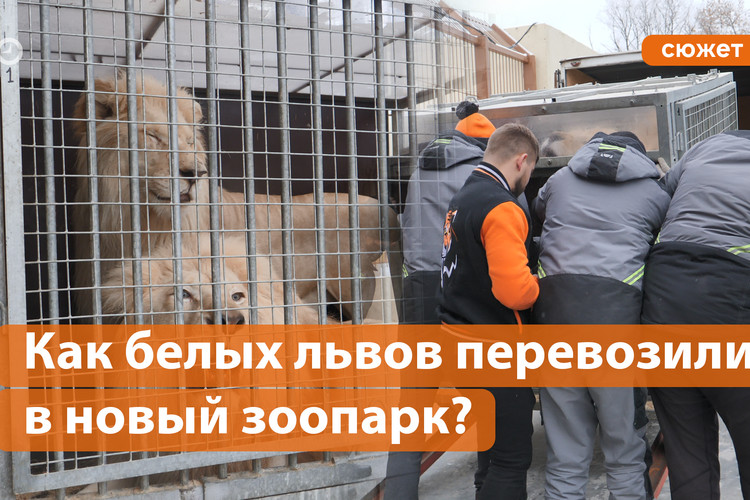 Как белых львов перевезли в новый зоопарк?