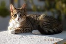 В России у кошки выявили COVID-19