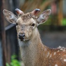 В Челнах из зоопарка при КСШ «Тулпар» пропали пятнистые олени
