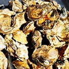 Из-за шторма в Крыму в море унесло 800 тысяч устриц