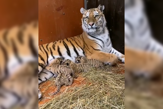 В Казанском цирке родились четыре тигренка