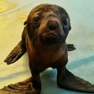 В челнинском дельфинарии впервые родился морской котик