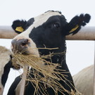 Правительство отвергло возможность роста цен на молоко из-за экосбора