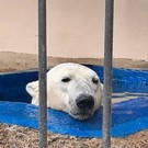 Белого медведя Терпея перевезли из Казани в Москву 