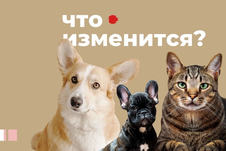 Зачем вводят режим тишины для собак в Татарстане? Новые правила для домашних питомцев