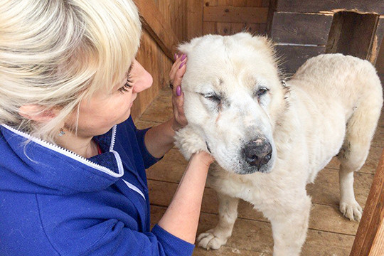 «Собак обматывали скотчем и перебрасывали через забор»