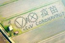 Коронавирус в поле. Художник «нарисовал» картину с помощью трактора 