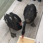 В парке «Черное озеро» поселились австралийские черные лебеди