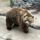 Медведь убил замдиректора золотодобывающей компании на Камчатке
