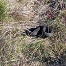 В окрестностях Болгара обнаружили редких ядовитых змей