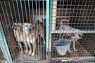 Прокуратура: Отловщики жестоко убивали животных в Казани