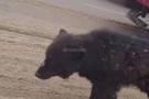 Соцсети: По улицам Казани гуляет медведь