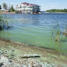 Вода у берега Камы стала ярко-зеленой из-за слива сомнительной жидкости. Росприроднадзор организует проверку
