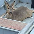 В Татарстане спасли застрявшую на льду косулю