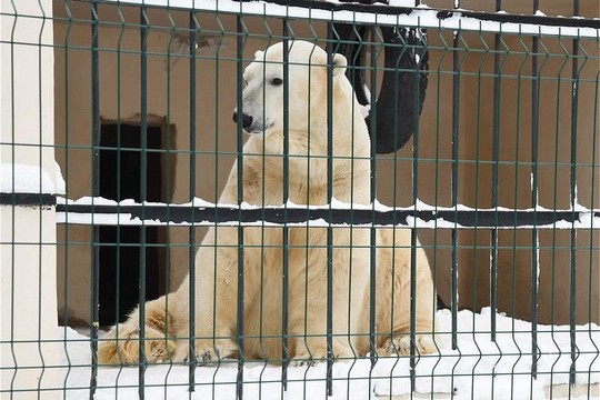 В Казанский зоопарк привезли белого медведя по кличке Терпей