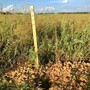 Песошин подписал постановление о переводе земель в Осиново под МСЗ