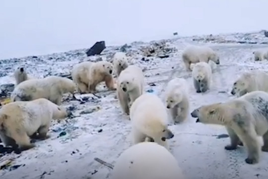 На Новой Земле местные жители публикуют видео массового нашествия белых медведей 