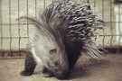 В Казани выставили на продажу животных из мини-зоопарка. Среди них дикобраз и сурикаты