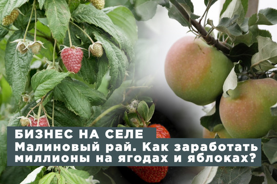 Малиновый рай. Как заработать миллионы на ягодах и яблоках?