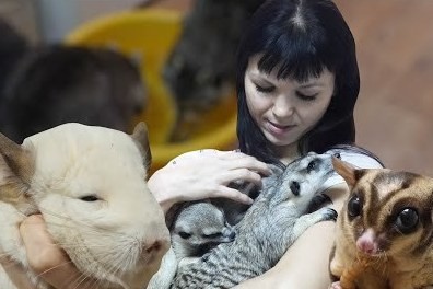 Сурикаты, еноты и шиншиллы в домашних условиях: как казанка спасает экзотических животных