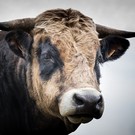 В Татарстане рассказали про самого плодовитого быка. У него почти 4 тыс. дочерей