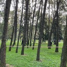 На севере Москвы за день нашли два обезглавленных тела