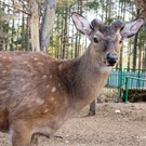Житель Челнов предложил Когогиной ликвидировать КСШ «Тулпар»