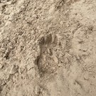 В Боровом Матюшино местные жители обнаружили следы медведя