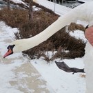 На озере Кабан в Казани спасли изможденного лебедя-шипуна