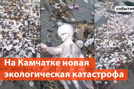 На Камчатке массовая гибель животных и загрязнение воды